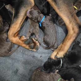 Bloodhound Puppies from Diamond Bloodhound Kennels