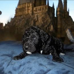 Ginny - Black female Sheepadoodle puppy in Austin, Texas from Darling Doodles