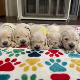 Female Pick 1 - Light golden female Golden Retriever puppy in Piedmont, South Carolina from The Farm at Saluda Ridge