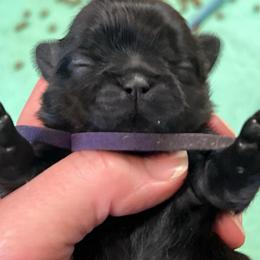 Amy - Chocolate female Shih Tzu puppy in Bloomfield, Indiana from Meihem Pups