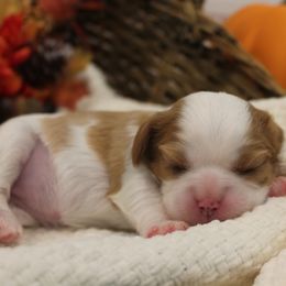 Cavalier King Charles Spaniel Puppies from Noble Ridge Cavaliers