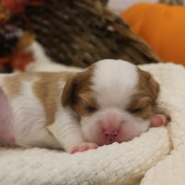 Cavalier King Charles Spaniel Puppies from Noble Ridge Cavaliers