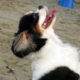 Cavalier King Charles Spaniel All Grown Up from Royal Flush Cavaliers