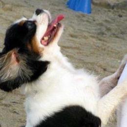 Cavalier King Charles Spaniel All Grown Up from Royal Flush Cavaliers
