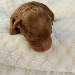Muffin - Red  female Poodle puppy in Florida from Adorable Toy-Miniature Poodles