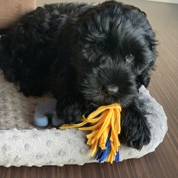 Portuguese Water Dog Puppies from Prestige Portuguese Water Dogs