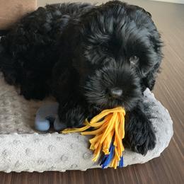 Portuguese Water Dog Puppies from Prestige Portuguese Water Dogs