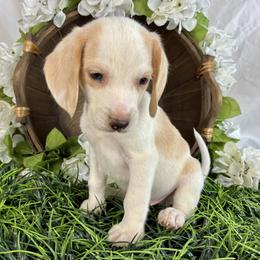 Ash - Lemon and white male Beagle puppy in Katy, Texas from Houston’s Howlin’ Hounds