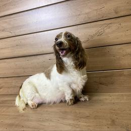Tilly - Dachshund