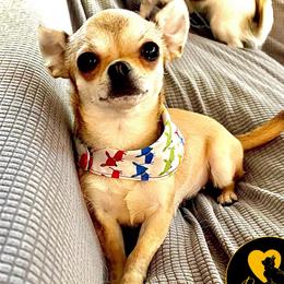 Prim - Chihuahua