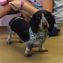 Piper - Dachshund