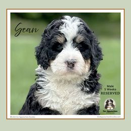 Aussiedoodle and Bernedoodle Puppies from Our Appalachian Doodles