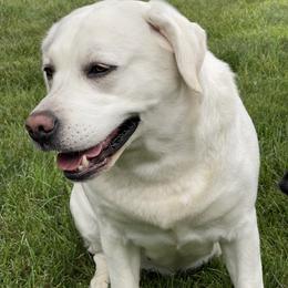 Labrador Retriever puppies from Laurie & Joe's Labs