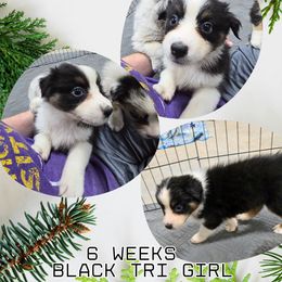 Milky Way - Black tri-color female Australian Shepherd puppy in Abilene, Texas from S&K Aussies N' Rotties