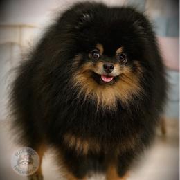 Summer - Pomeranian