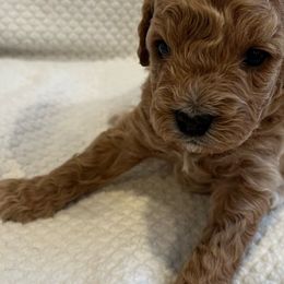 Zeus - Cavapoo puppy from New England Cavapoos