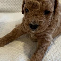 Zeus - Cavapoo puppy from New England Cavapoos