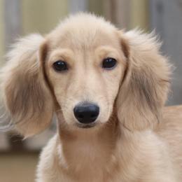 Sweet Adeline - Cream female Dachshund puppy in Azle, Texas from American Dachshunds