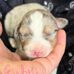 Ember - Blue merle female Australian Shepherd puppy in Stanford, Kentucky from Red Feather Aussies