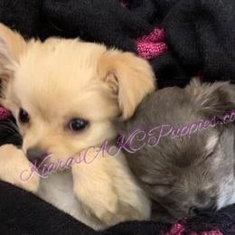 Chihuahua Puppies from Kiara's AKC Chihuahuas of Michigan