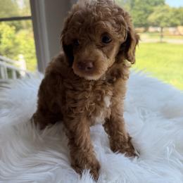 Pekingese, Poodle, and Shih Tzu Puppies from Happy puppies
