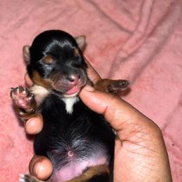 Darla - Black and tan female Yorkshire Terrier puppy in Gastonia, North Carolina from Banks Dynasty Kennel