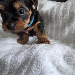 Boy 3 - Black and tan male Yorkshire Terrier puppy in Virginia Beach, Virginia from Andre's Yorkshire Terriers