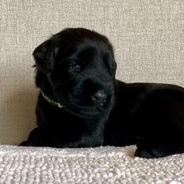 Giant Schnauzer and Miniature Schnauzer Puppies from My Angel Schnauzers