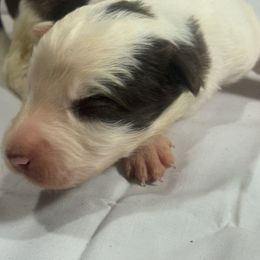 M2 - White and red male Border Collie puppy in Meridian, Mississippi from Border Hollow Border Collies