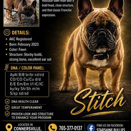 Stitch - French Bulldog