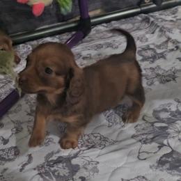 Party animal - Red female Dachshund puppy in Citra, Florida from My Loyal Treasures