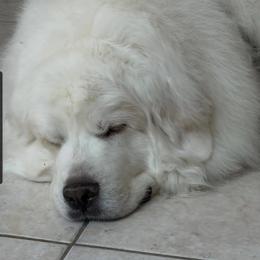 Great Pyrenees Puppies from Prospect Pyrenees