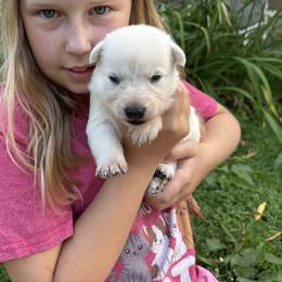 Freya - White female German Shepherd puppy in Perkasie, Pennsylvania from Twila Ruth Herot