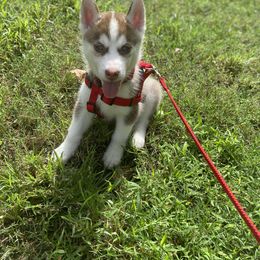 Siberian Husky Puppies from Vixen Siberians