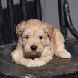 Kelly - Cream male Whoodle puppy in West Bend, Iowa from Blue Skies Terriers