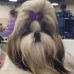Katie - Shih Tzu