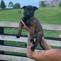 Boy 1 - Mahogany male Belgian Malinois puppy in Paris, Kentucky from Z Domu Niedzwiedzia Malinois
