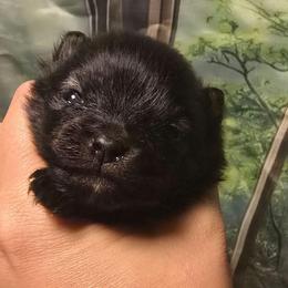Boy 1 - Black and tan male Pomeranian puppy in Bloomingdale, New Jersey from Bella Luna Pomeranians