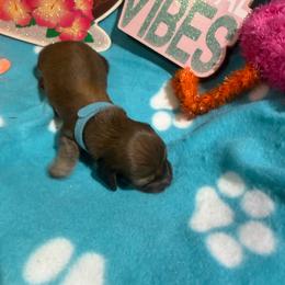 Light blue color male - Red male Dachshund puppy in Pleasant Plains, Arkansas from JGBs Dachshunds