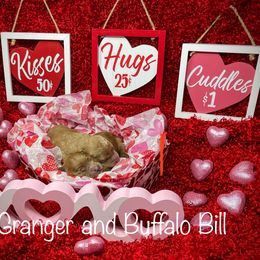 Goldendoodle Puppies from Ming’s Dynasty Doodles