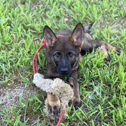 Azara (Magenta) - Sable female German Shepherd puppy in Louisville, Kentucky from Barrage K9