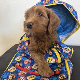 Carol Burnett - red color - Red  female Goldendoodle puppy in Chino Valley, Arizona from Bass Creek Doodles