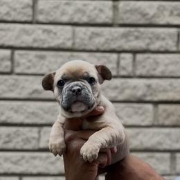 Girl 2 - Tricolors female French Bulldog puppy in Troy, Michigan from Mid Coast Frenchies