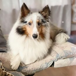 Shetland Sheepdogs from KW Kennels