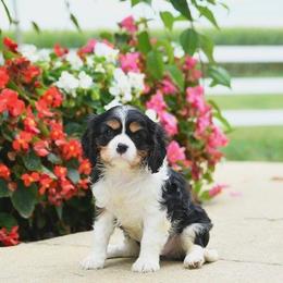 Cavalier King Charles Spaniel puppies from Edens Edge Cavaliers