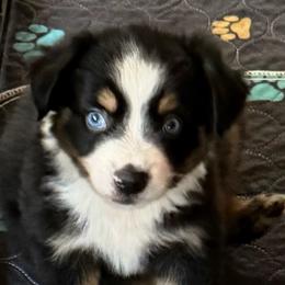 Bobalouie - Black tri male Miniature Australian Shepherd puppy in Myakka City, Florida from Gable A Aussies