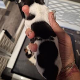 Female 4 Constellation - Piebald female Dachshund puppy in Gordon, Georgia from Long Dogs Yellow Farm