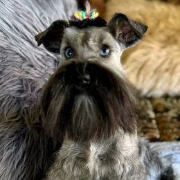 Hattie - Miniature Schnauzer
