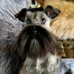 Hattie - Miniature Schnauzer