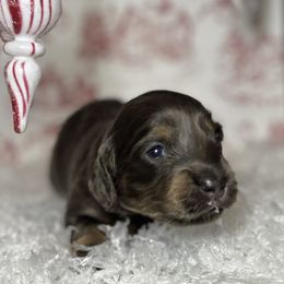 Boy 2 - male Dachshund puppy in Crestview, Florida from Neverending Dachies